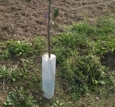 Protector de arboles mexico